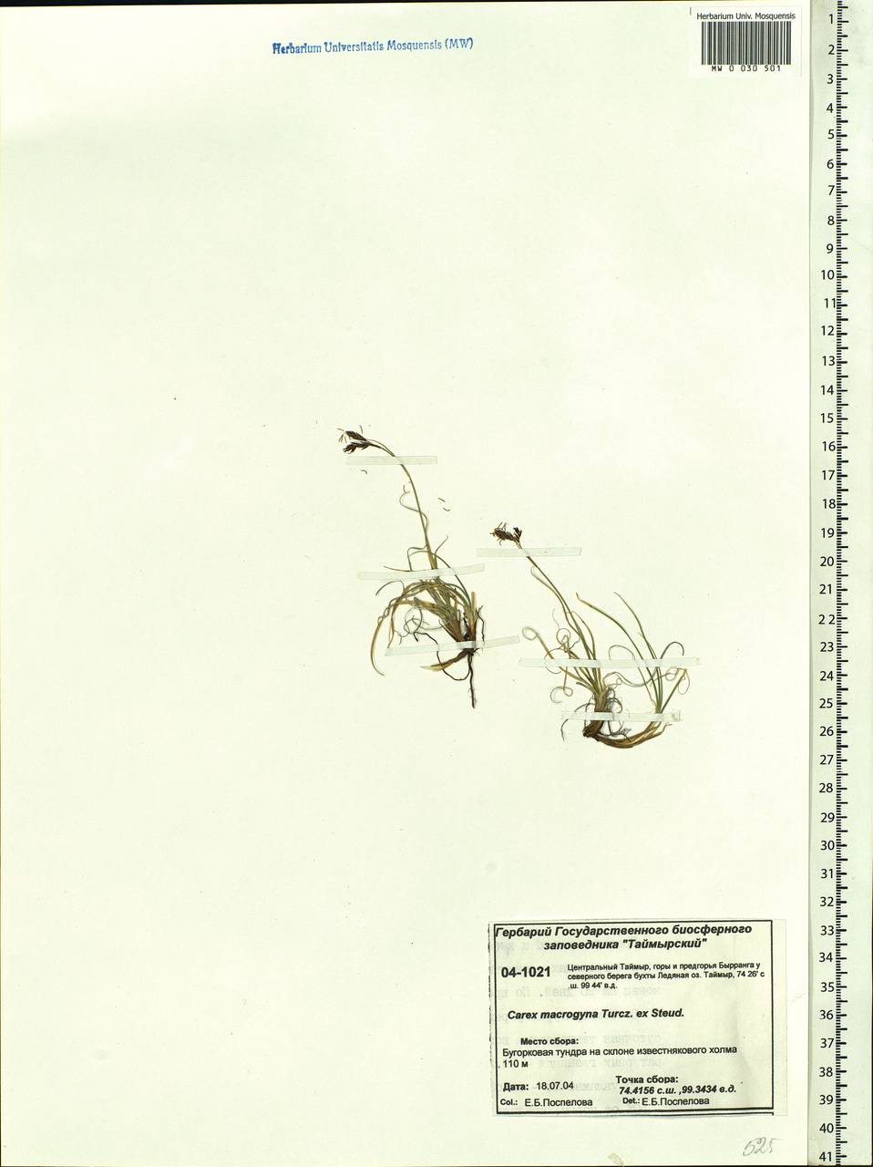 Carex petricosa var. petricosa, Siberia, Central Siberia (S3) (Russia)