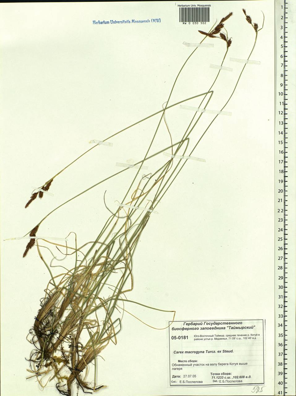 Carex petricosa var. petricosa, Siberia, Central Siberia (S3) (Russia)