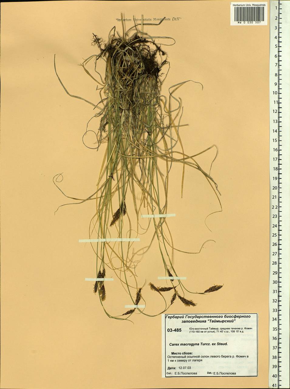 Carex petricosa var. petricosa, Siberia, Central Siberia (S3) (Russia)