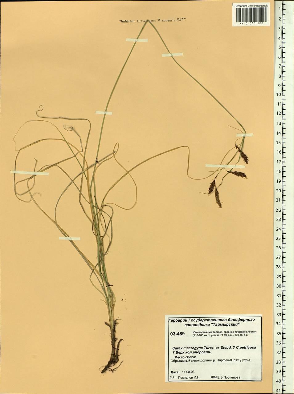 Carex petricosa var. petricosa, Siberia, Central Siberia (S3) (Russia)