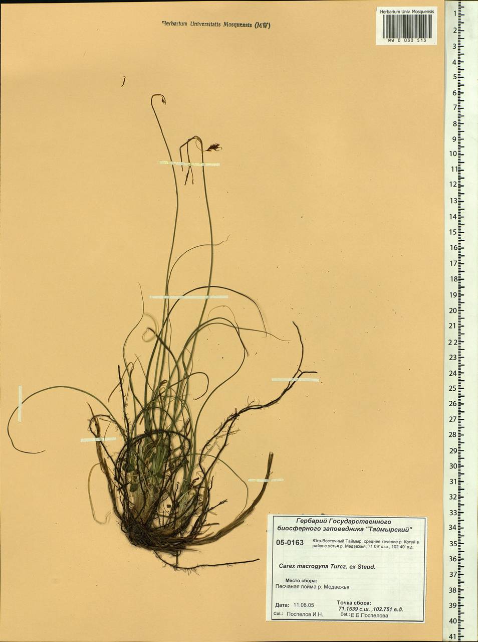 Carex petricosa var. petricosa, Siberia, Central Siberia (S3) (Russia)