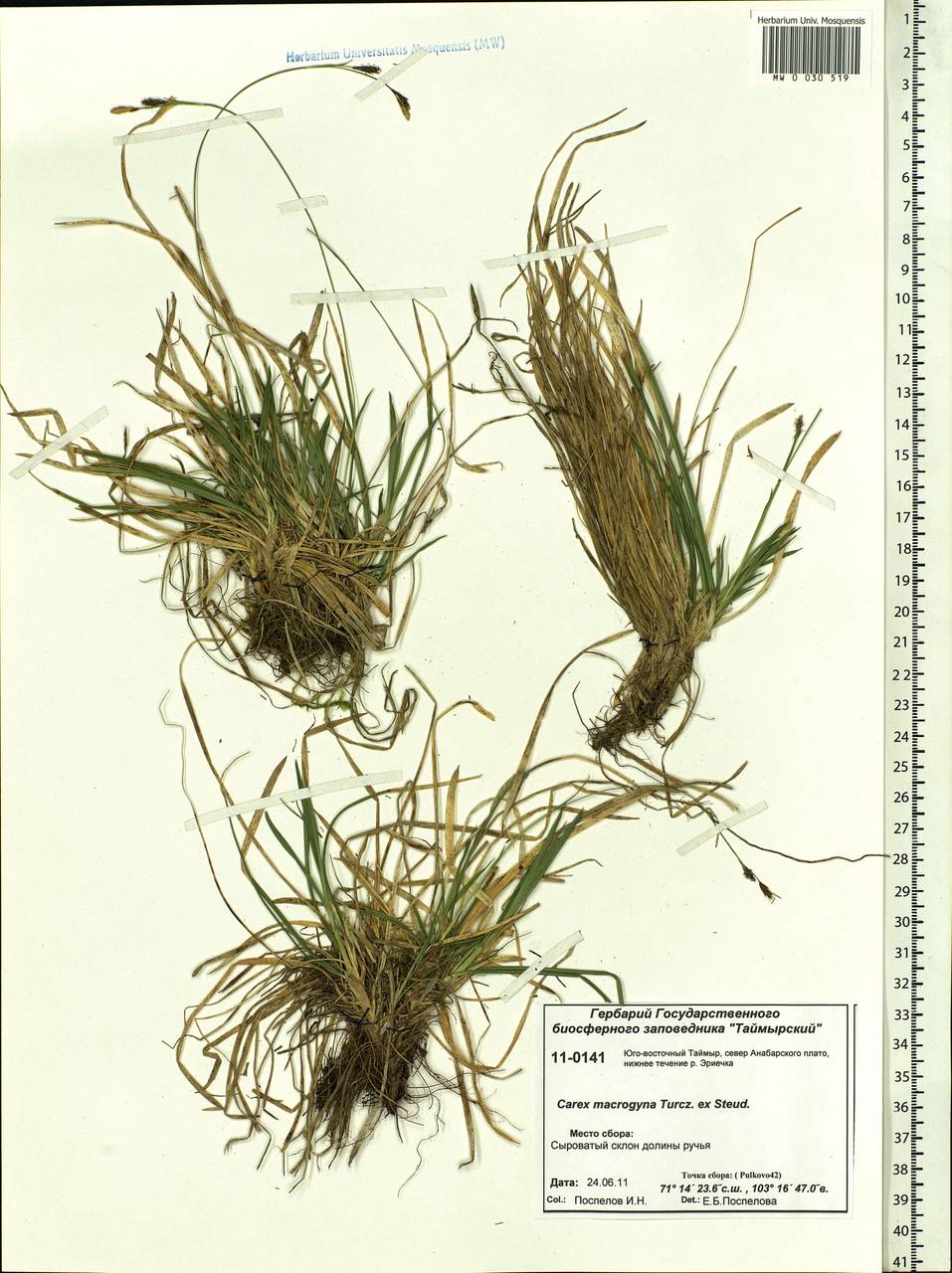 Carex petricosa var. petricosa, Siberia, Central Siberia (S3) (Russia)