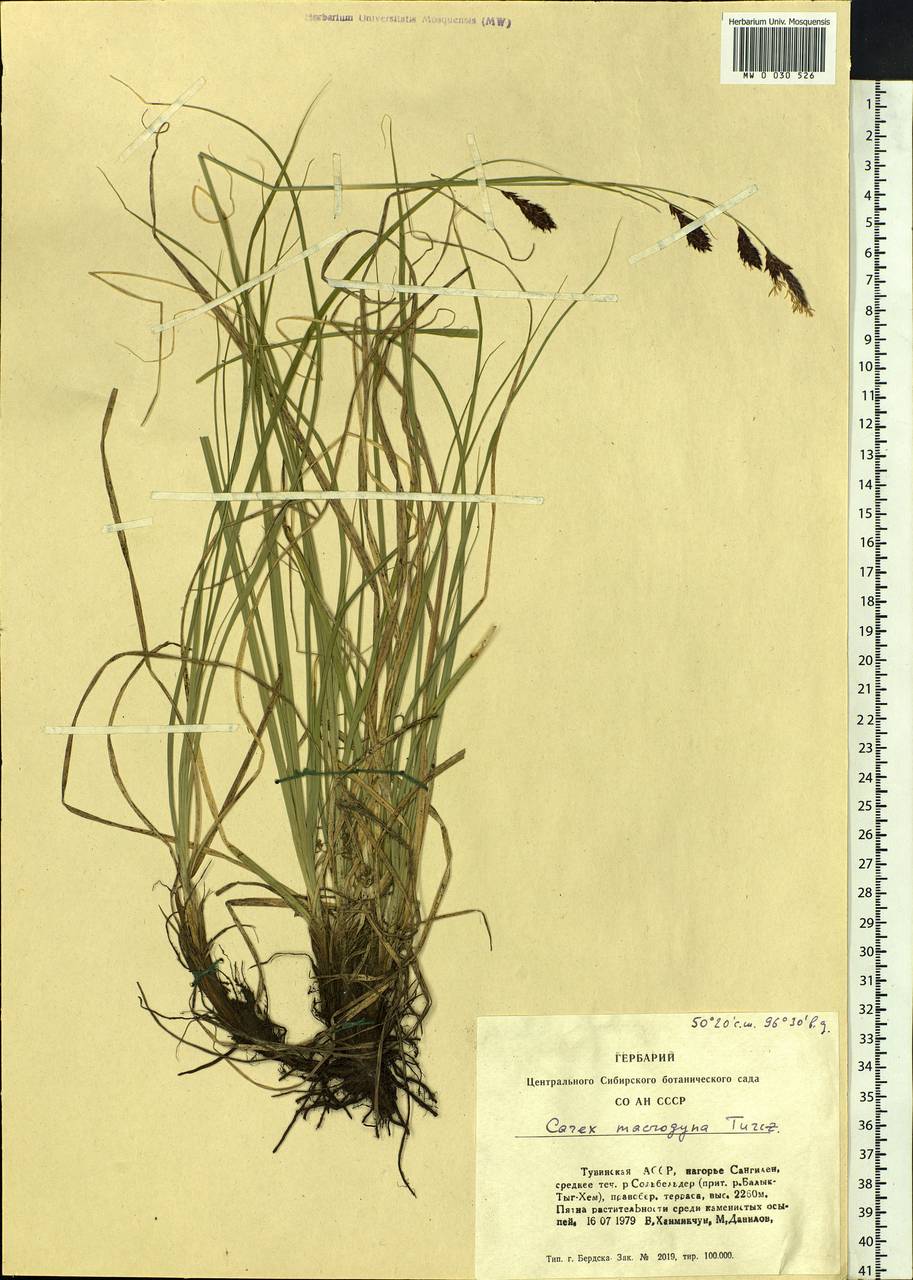 Carex petricosa var. petricosa, Siberia, Altai & Sayany Mountains (S2) (Russia)