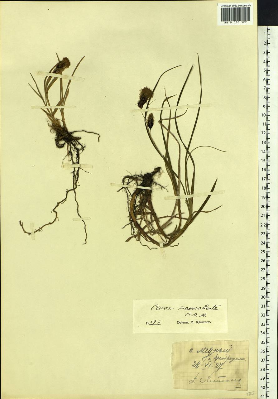 Carex macrochaeta C.A.Mey., Siberia, Chukotka & Kamchatka (S7) (Russia)