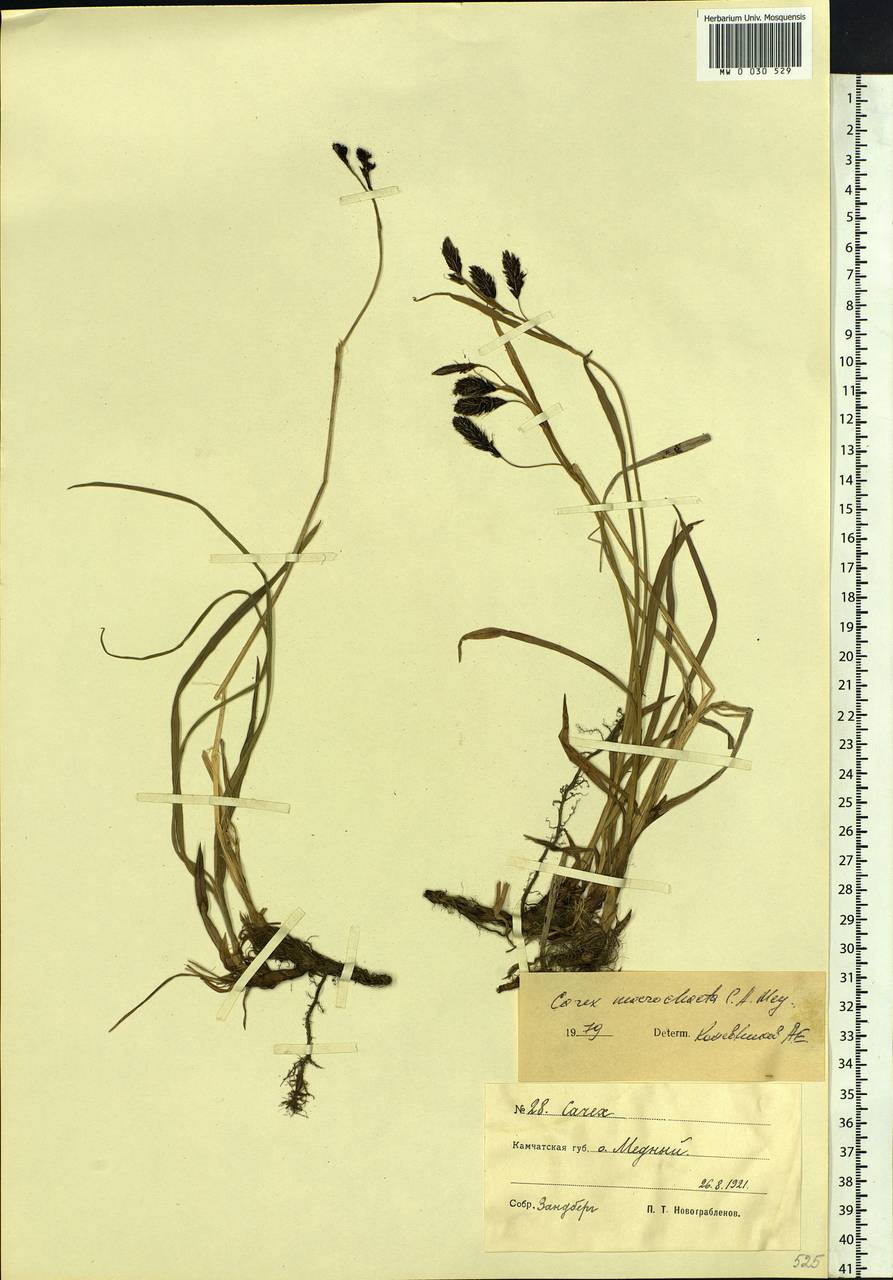 Carex macrochaeta C.A.Mey., Siberia, Chukotka & Kamchatka (S7) (Russia)