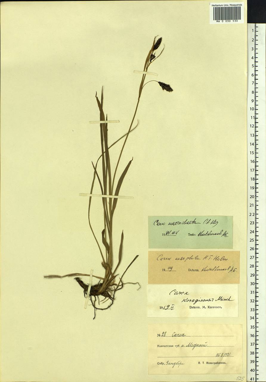 Carex macrochaeta C.A.Mey., Siberia, Chukotka & Kamchatka (S7) (Russia)