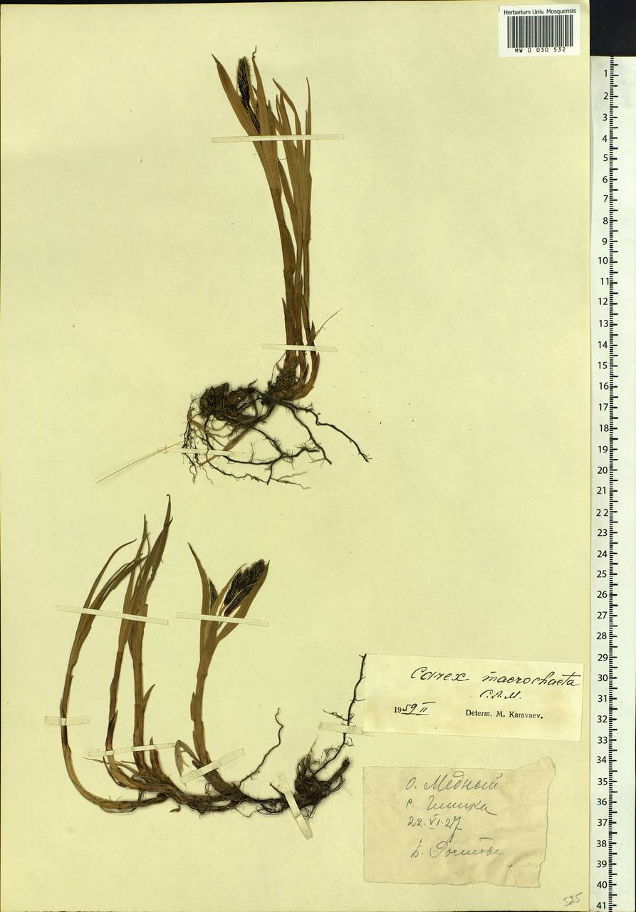 Carex macrochaeta C.A.Mey., Siberia, Chukotka & Kamchatka (S7) (Russia)