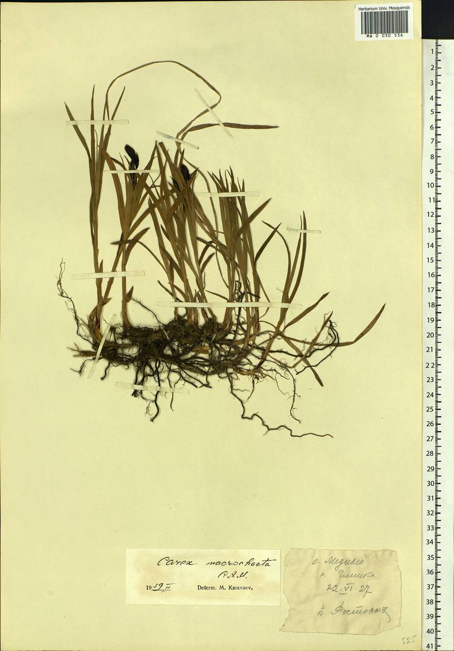 Carex macrochaeta C.A.Mey., Siberia, Chukotka & Kamchatka (S7) (Russia)