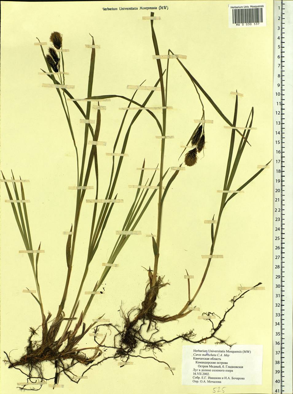 Carex macrochaeta C.A.Mey., Siberia, Chukotka & Kamchatka (S7) (Russia)