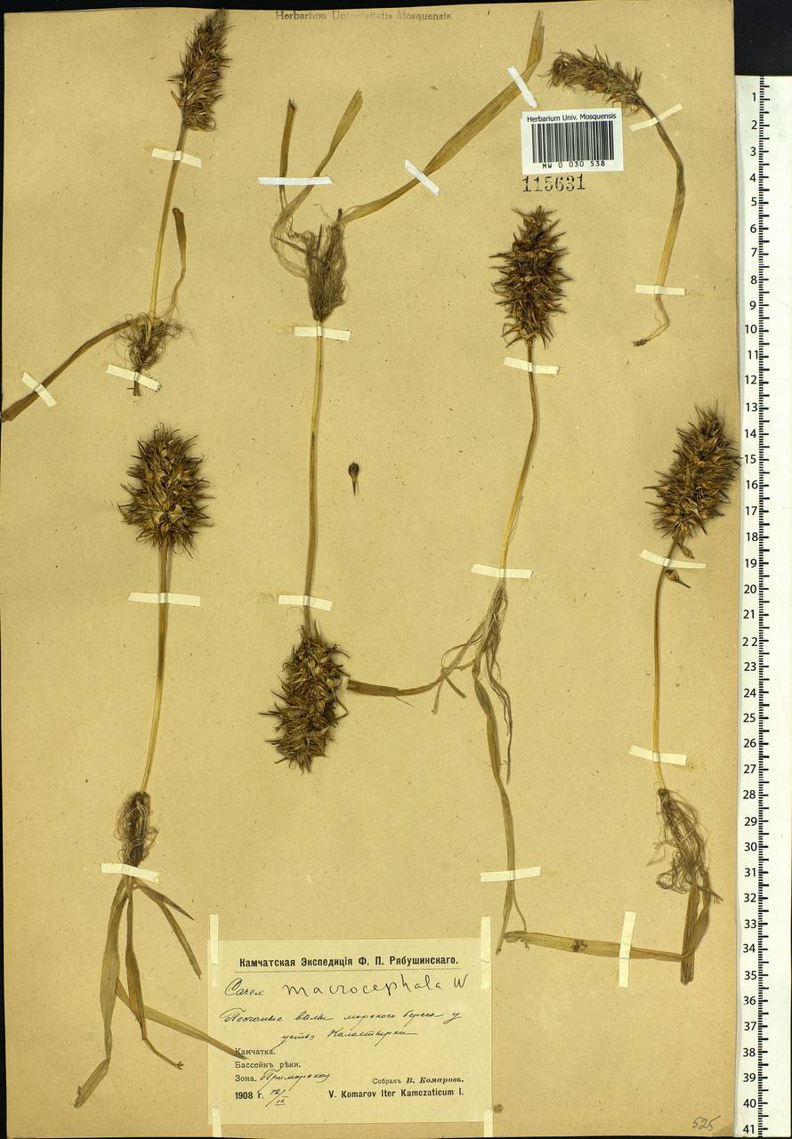 Carex macrocephala Willd. ex Spreng., Siberia, Chukotka & Kamchatka (S7) (Russia)