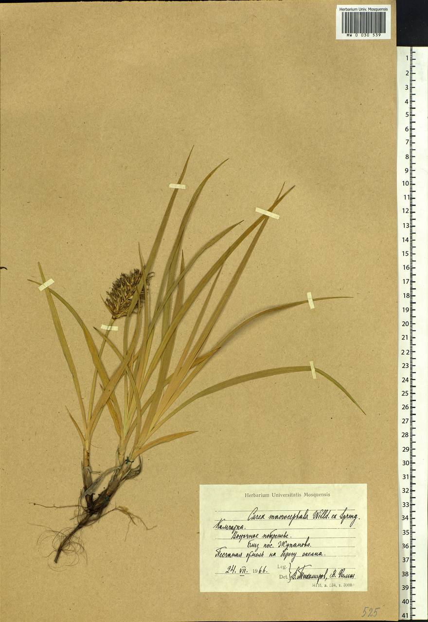 Carex macrocephala Willd. ex Spreng., Siberia, Chukotka & Kamchatka (S7) (Russia)