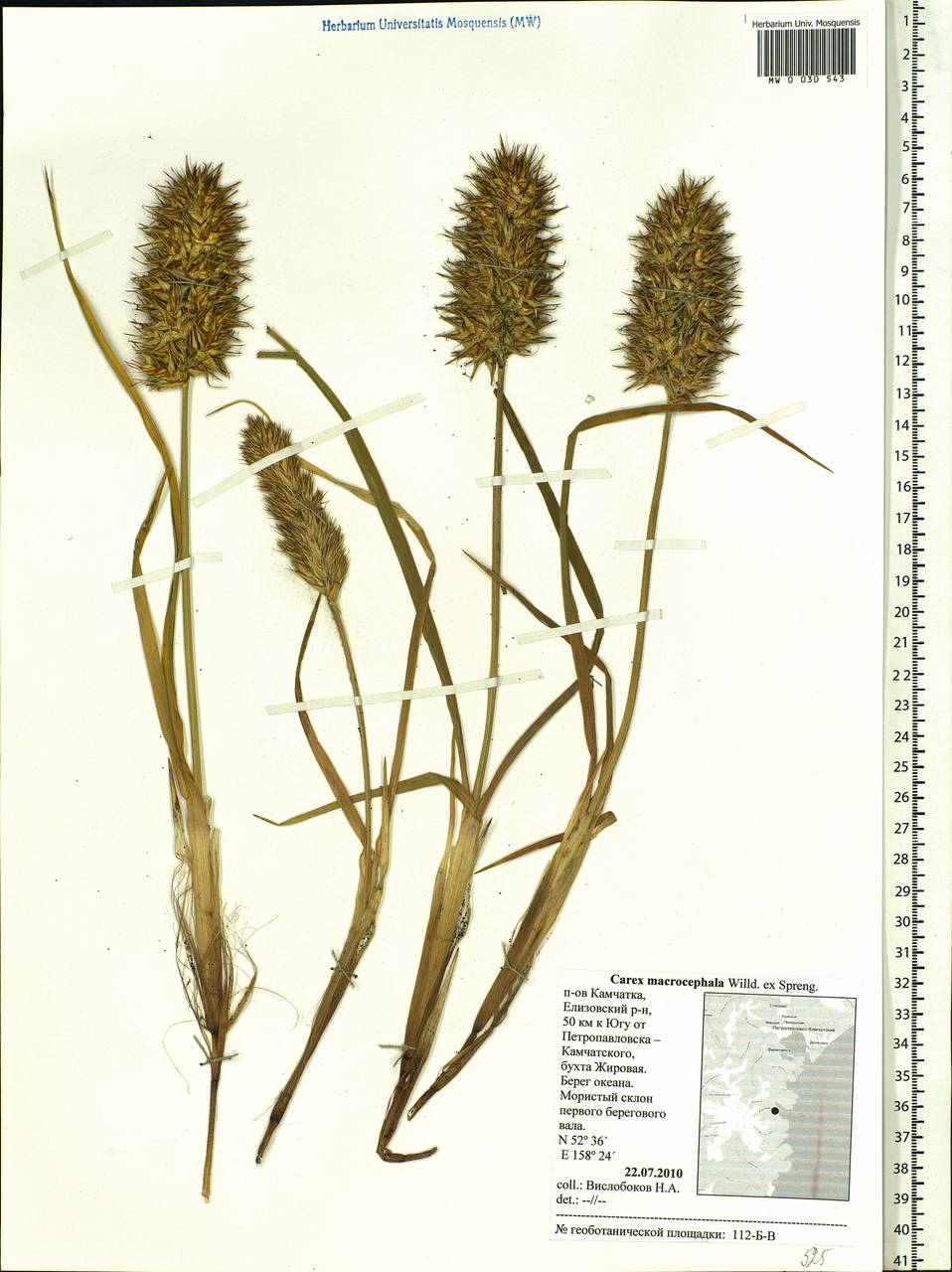 Carex macrocephala Willd. ex Spreng., Siberia, Chukotka & Kamchatka (S7) (Russia)