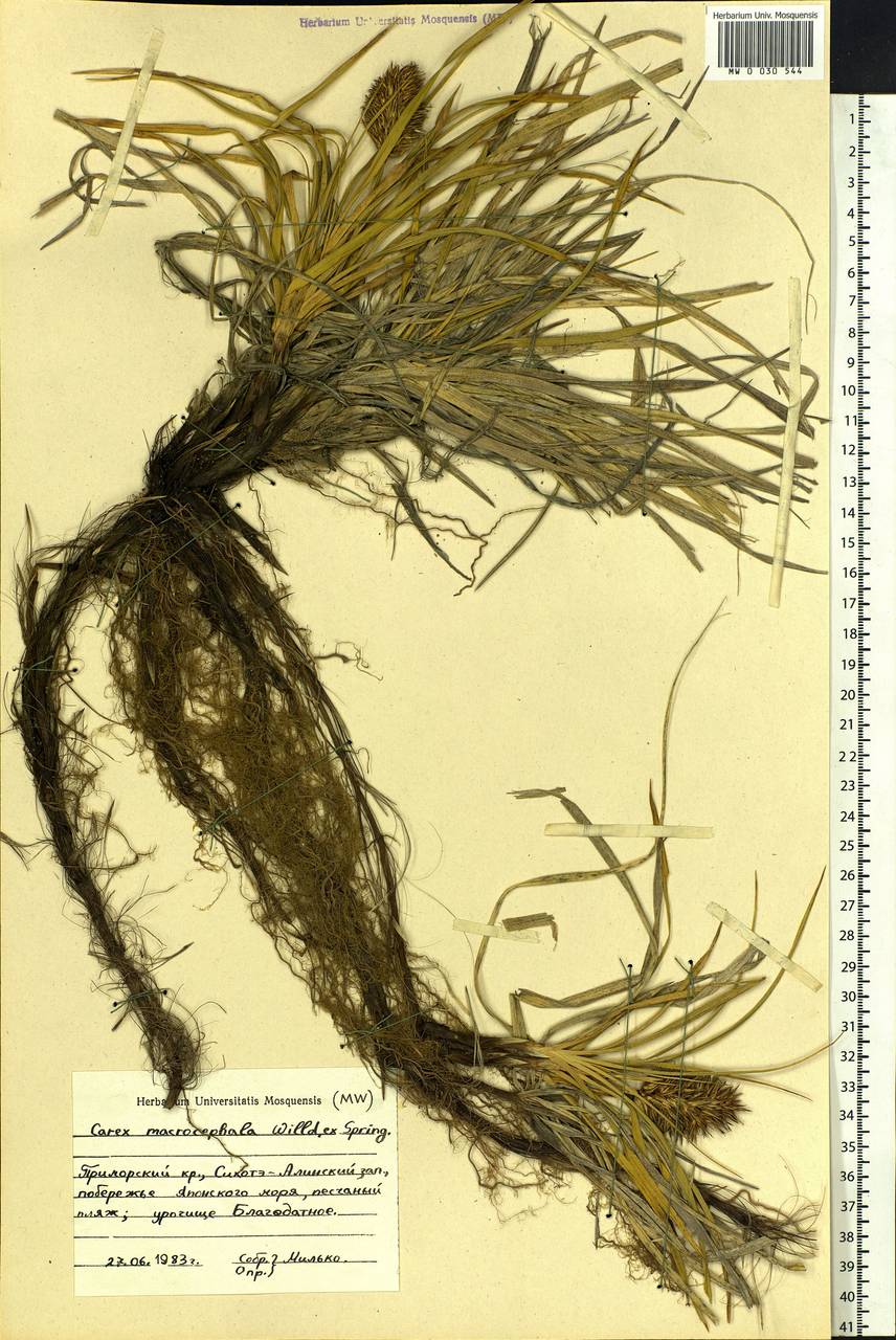 Carex macrocephala Willd. ex Spreng., Siberia, Russian Far East (S6) (Russia)