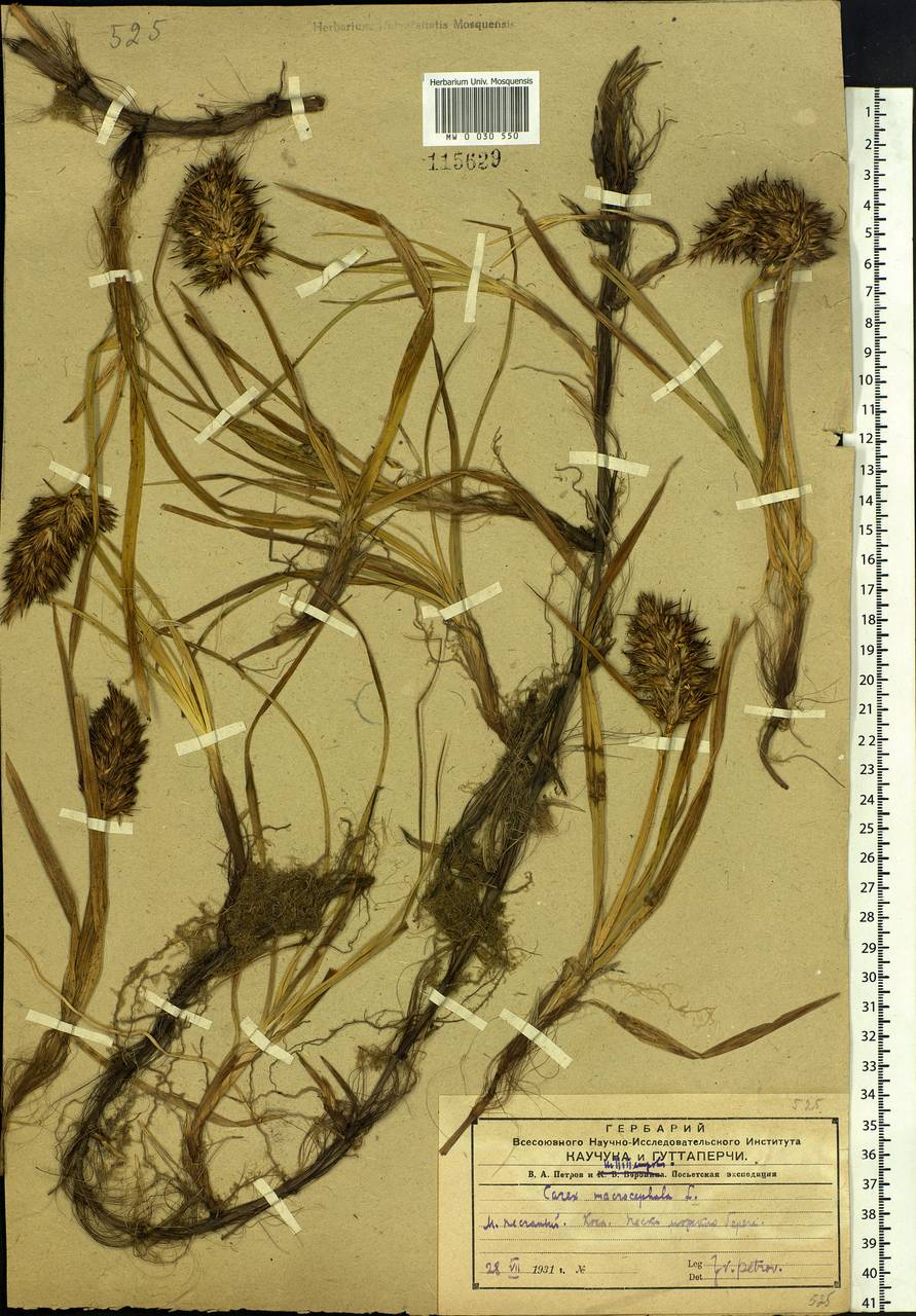 Carex macrocephala Willd. ex Spreng., Siberia, Russian Far East (S6) (Russia)