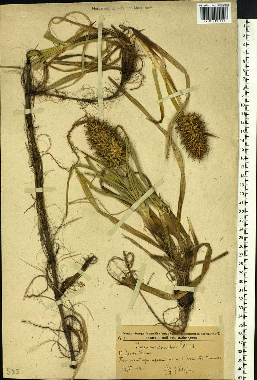 Carex macrocephala Willd. ex Spreng., Siberia, Russian Far East (S6) (Russia)