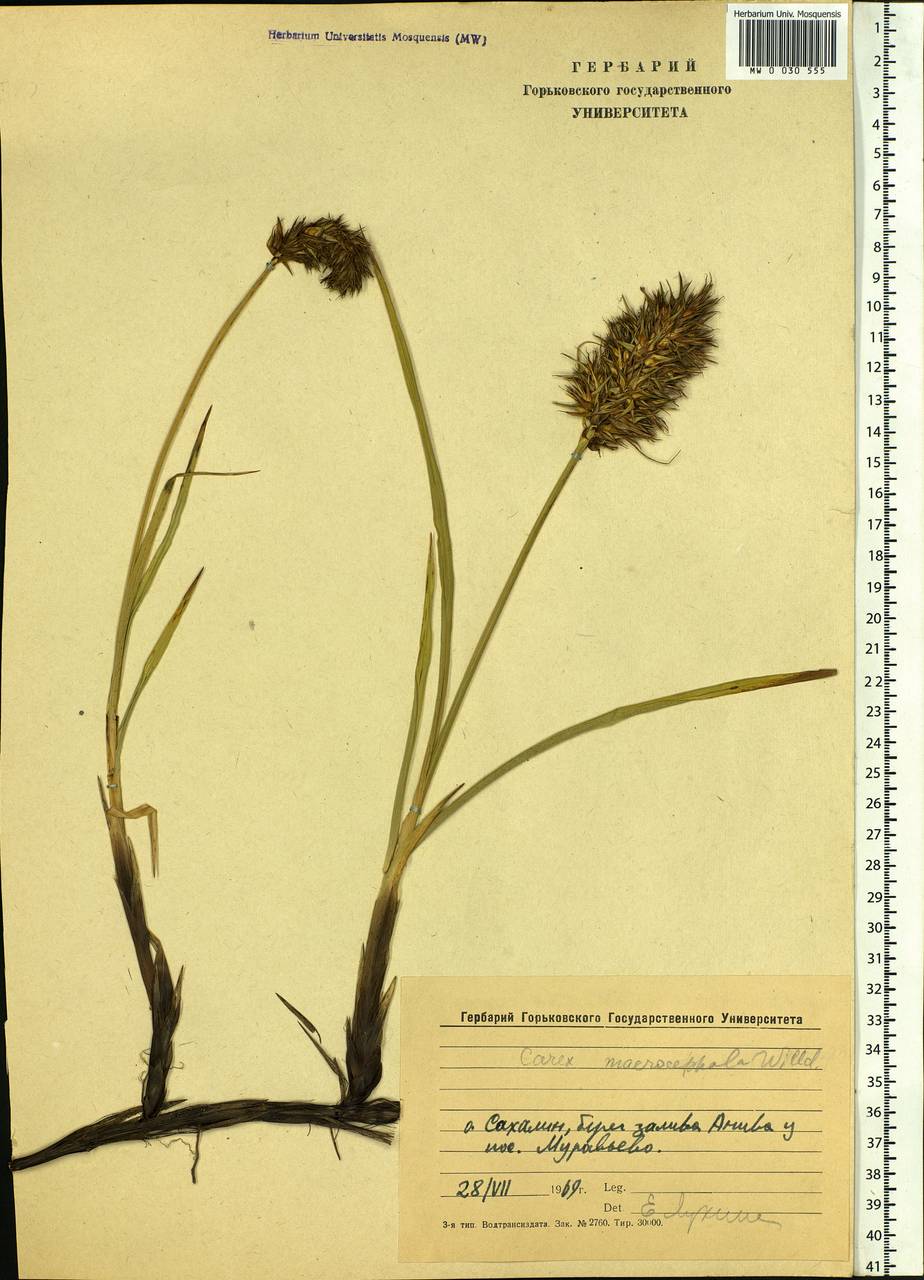 Carex macrocephala Willd. ex Spreng., Siberia, Russian Far East (S6) (Russia)