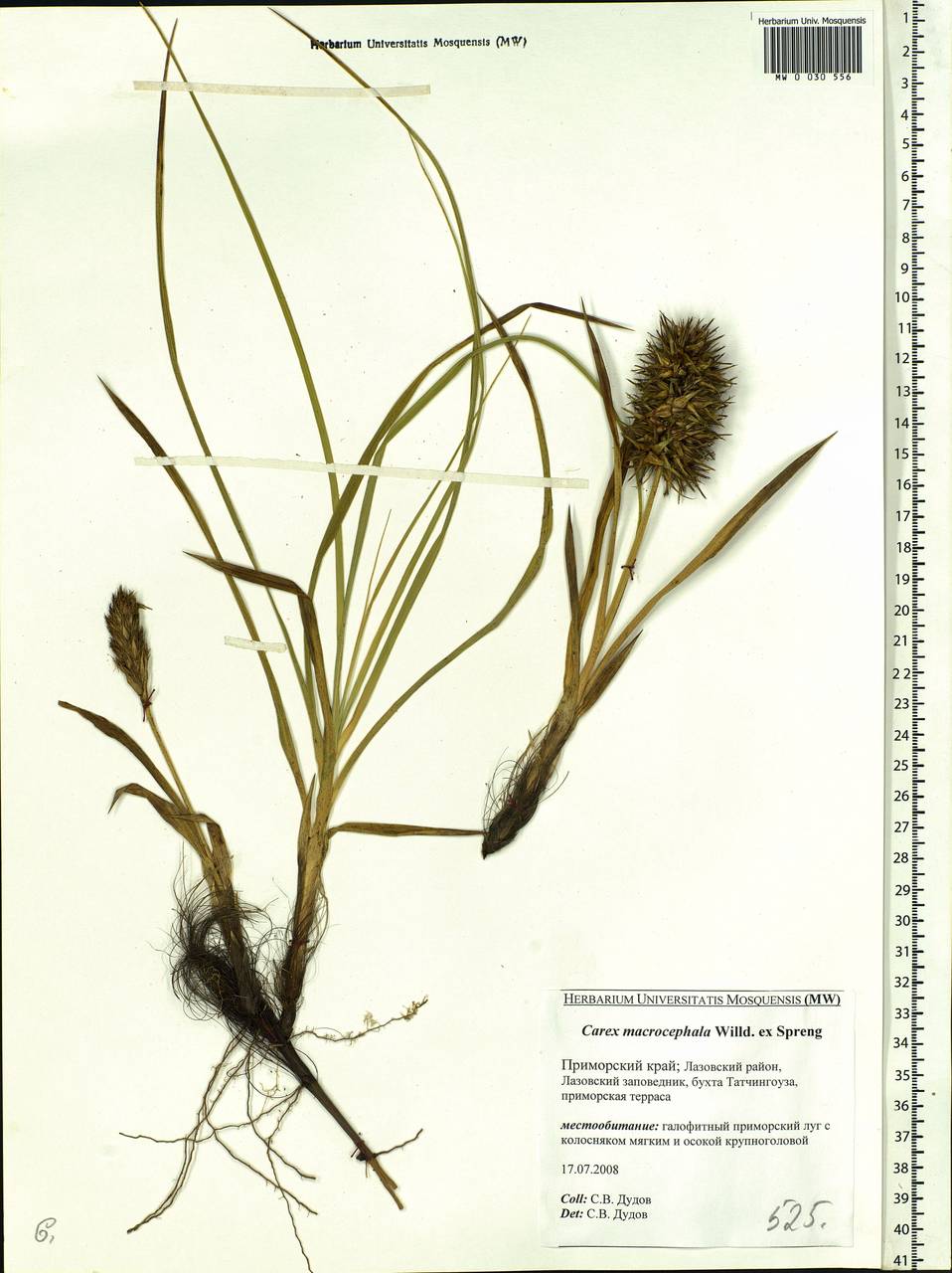 Carex macrocephala Willd. ex Spreng., Siberia, Russian Far East (S6) (Russia)