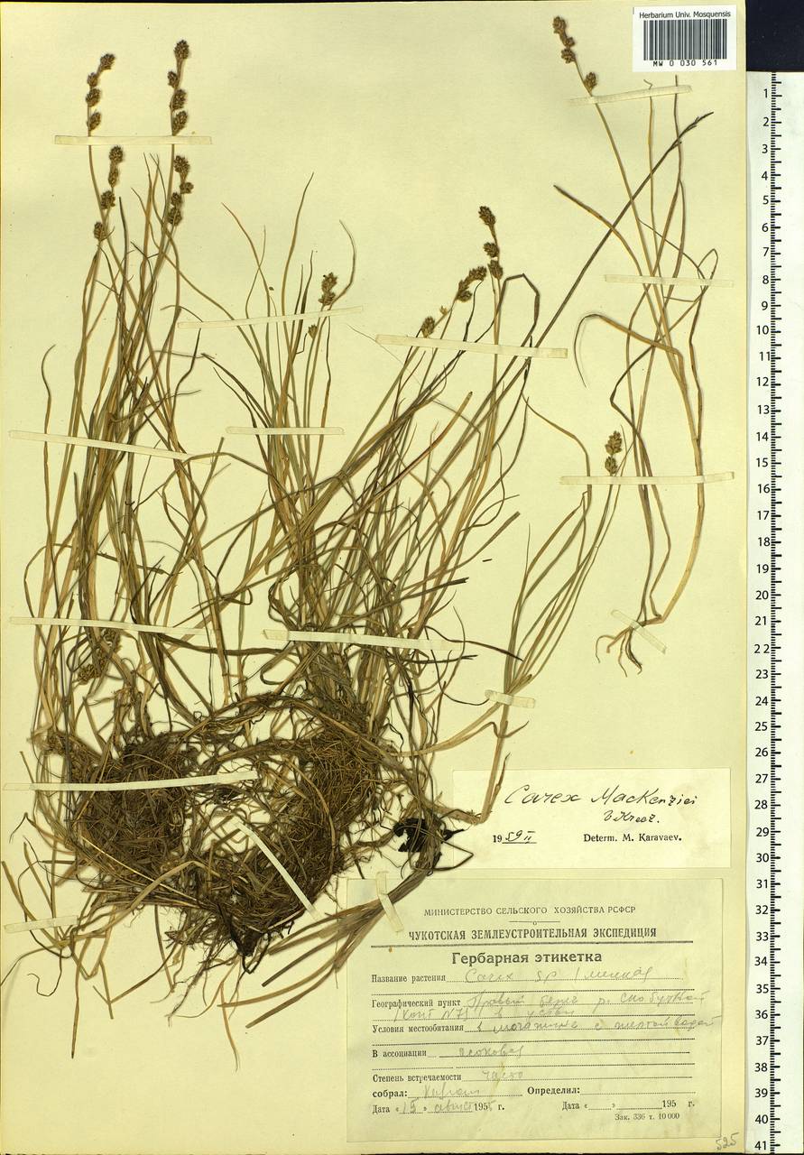 Carex mackenziei V.I.Krecz., Siberia, Chukotka & Kamchatka (S7) (Russia)