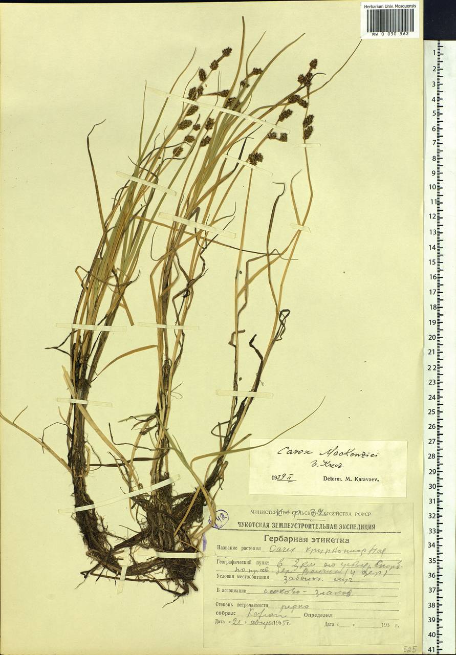 Carex mackenziei V.I.Krecz., Siberia, Chukotka & Kamchatka (S7) (Russia)