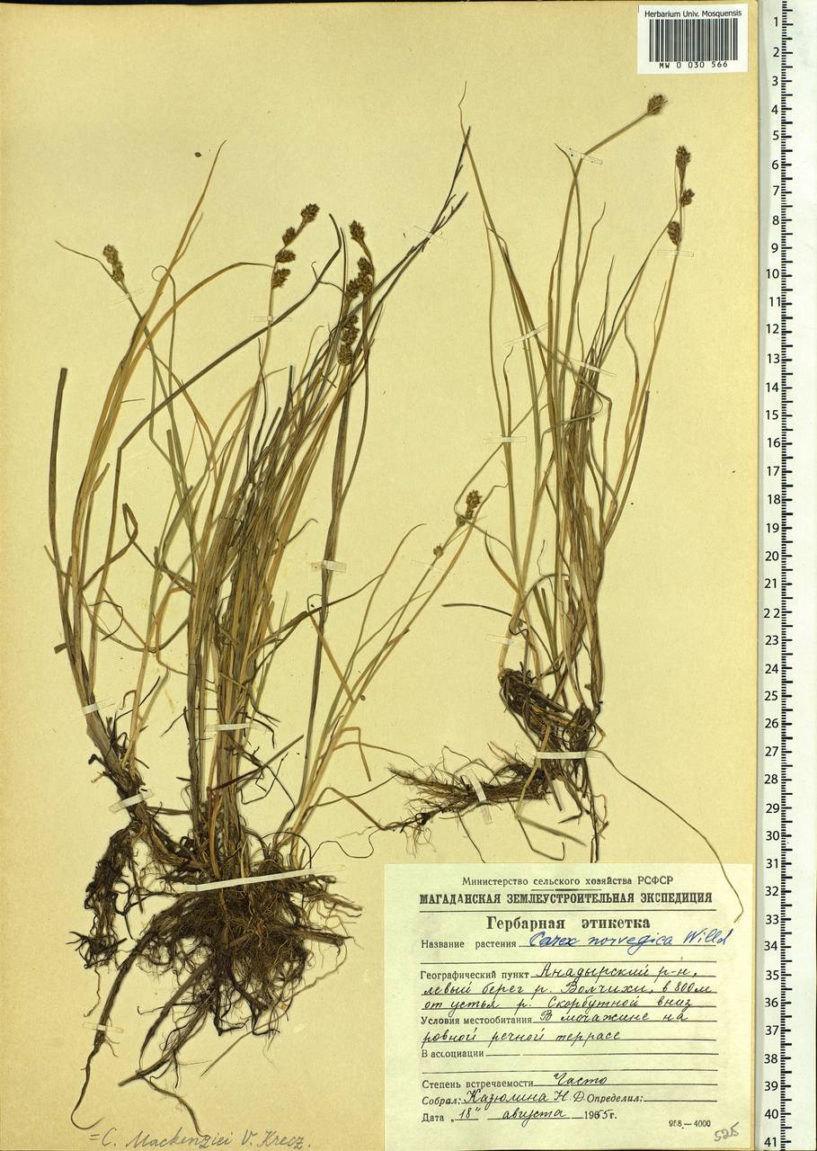 Carex mackenziei V.I.Krecz., Siberia, Chukotka & Kamchatka (S7) (Russia)