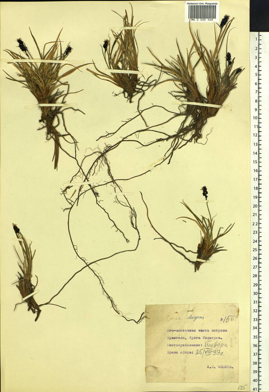 Carex bigelowii subsp. lugens (Holm) T.V.Egorova, Siberia, Chukotka & Kamchatka (S7) (Russia)