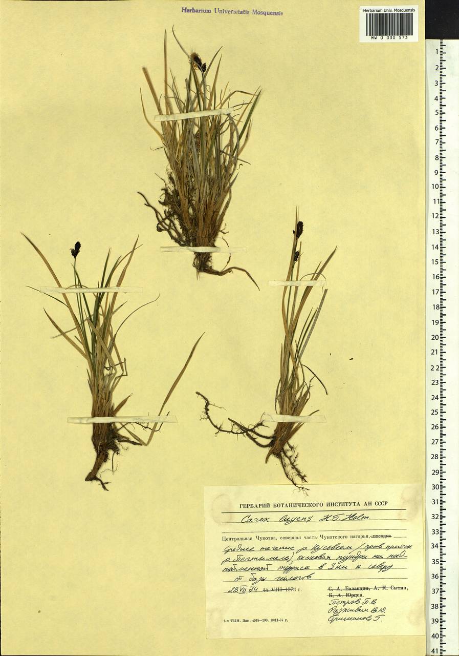 Carex bigelowii subsp. lugens (Holm) T.V.Egorova, Siberia, Chukotka & Kamchatka (S7) (Russia)