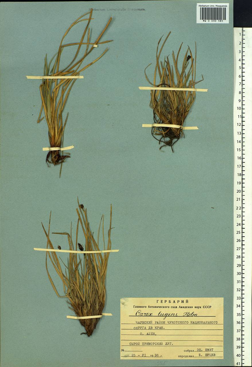 Carex bigelowii subsp. lugens (Holm) T.V.Egorova, Siberia, Chukotka & Kamchatka (S7) (Russia)