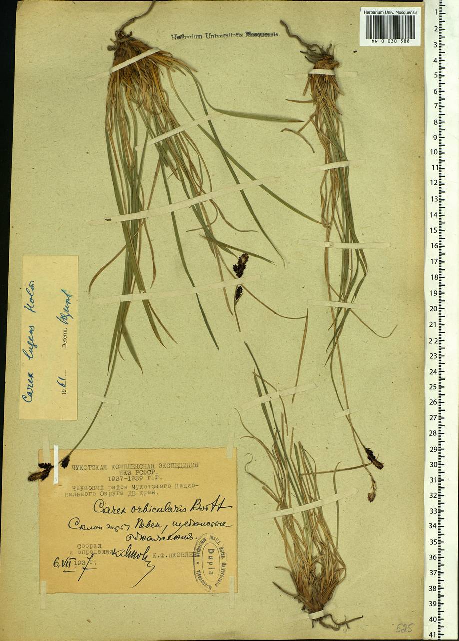 Carex bigelowii subsp. lugens (Holm) T.V.Egorova, Siberia, Chukotka & Kamchatka (S7) (Russia)