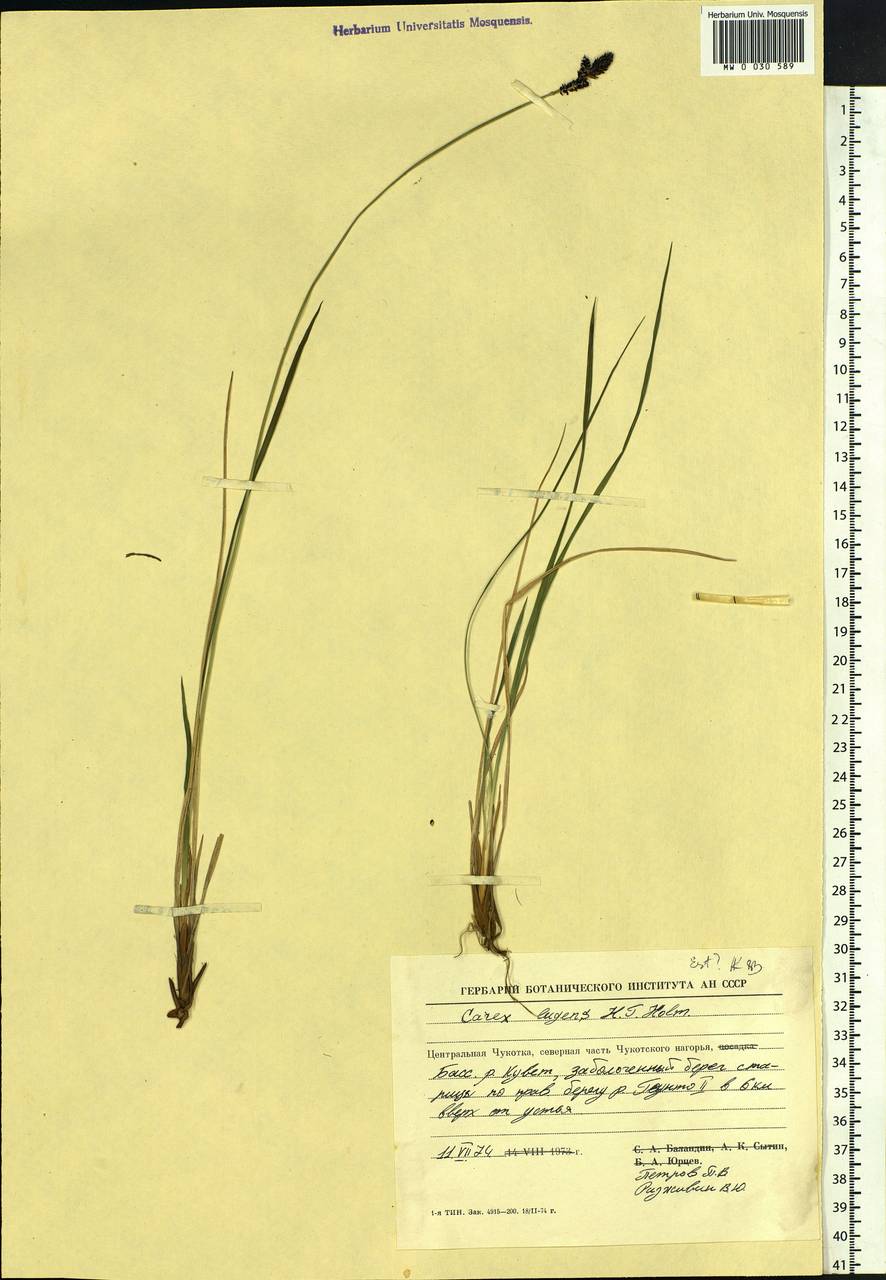 Carex bigelowii subsp. lugens (Holm) T.V.Egorova, Siberia, Chukotka & Kamchatka (S7) (Russia)