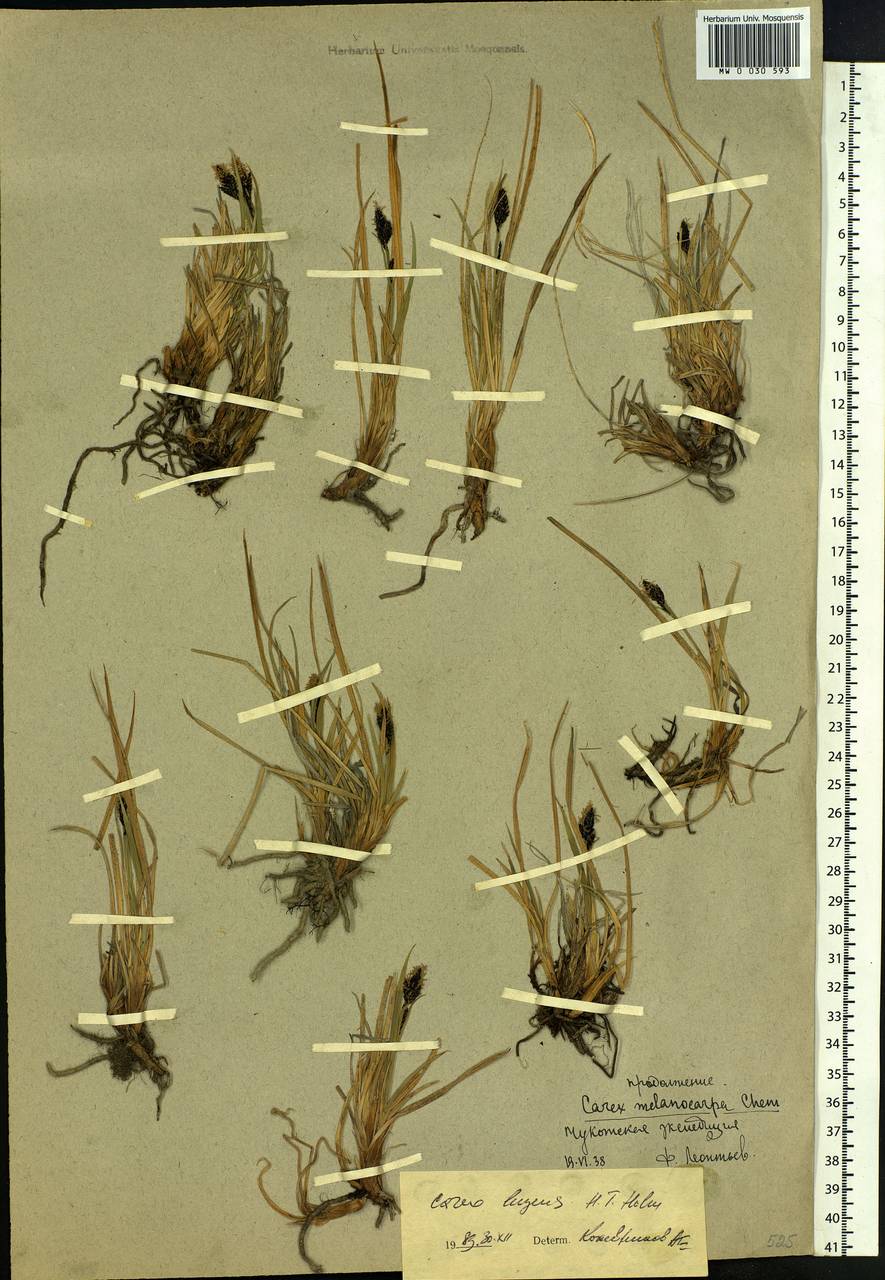 Carex bigelowii subsp. lugens (Holm) T.V.Egorova, Siberia, Chukotka & Kamchatka (S7) (Russia)