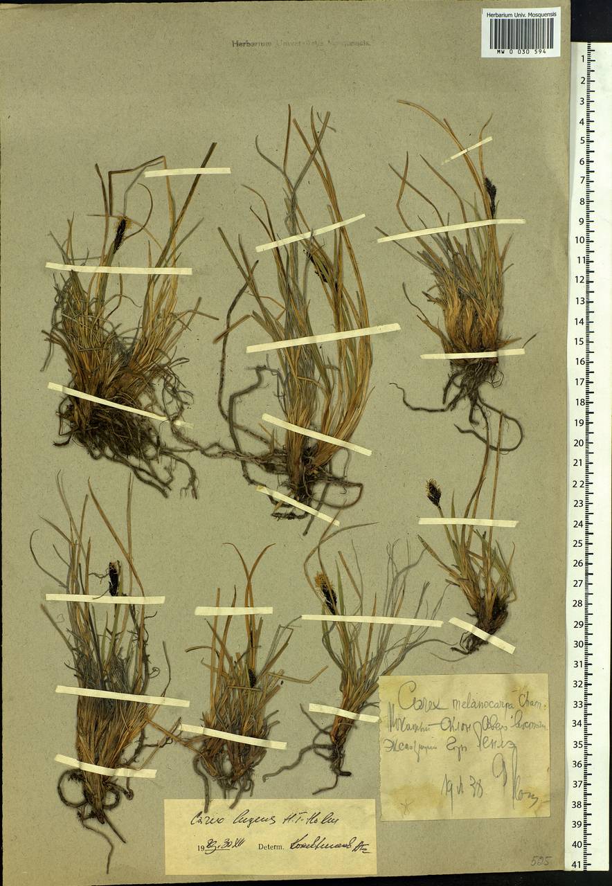 Carex bigelowii subsp. lugens (Holm) T.V.Egorova, Siberia, Chukotka & Kamchatka (S7) (Russia)