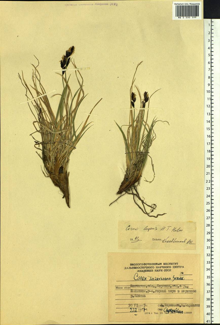 Carex bigelowii subsp. lugens (Holm) T.V.Egorova, Siberia, Chukotka & Kamchatka (S7) (Russia)