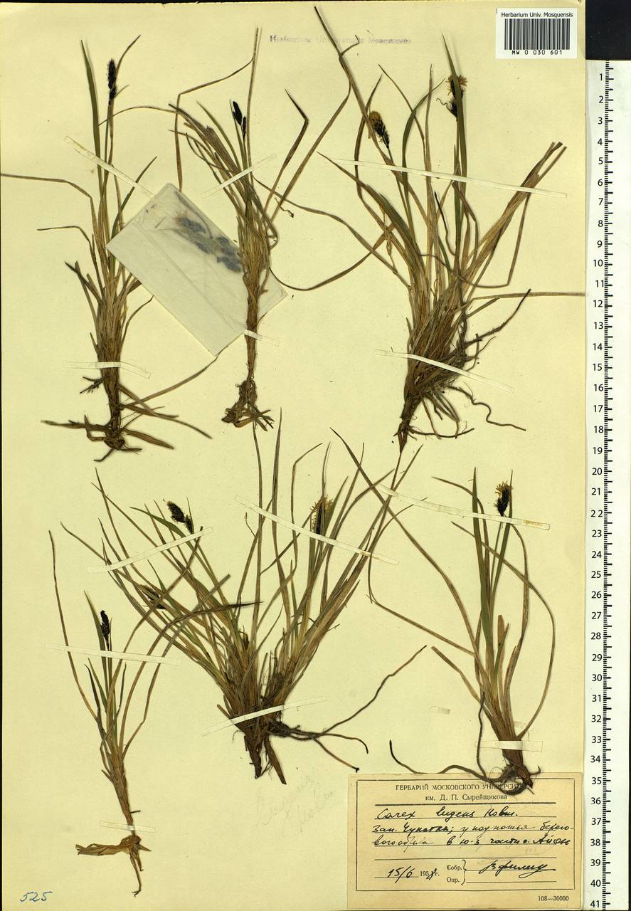 Carex bigelowii subsp. lugens (Holm) T.V.Egorova, Siberia, Chukotka & Kamchatka (S7) (Russia)