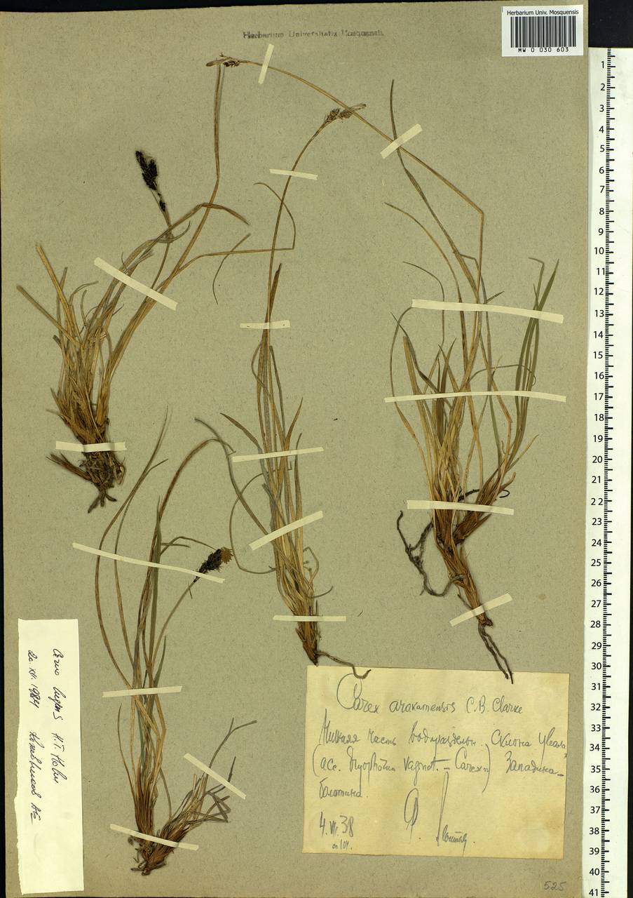 Carex bigelowii subsp. lugens (Holm) T.V.Egorova, Siberia, Chukotka & Kamchatka (S7) (Russia)