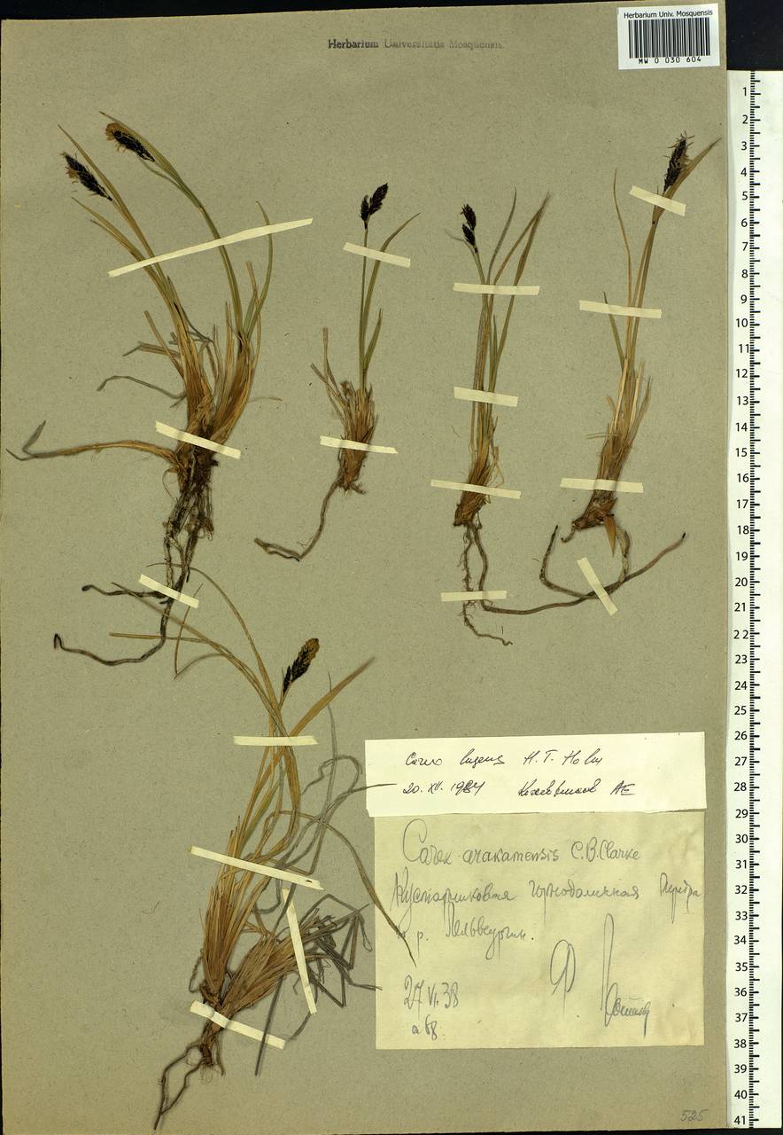 Carex bigelowii subsp. lugens (Holm) T.V.Egorova, Siberia, Chukotka & Kamchatka (S7) (Russia)