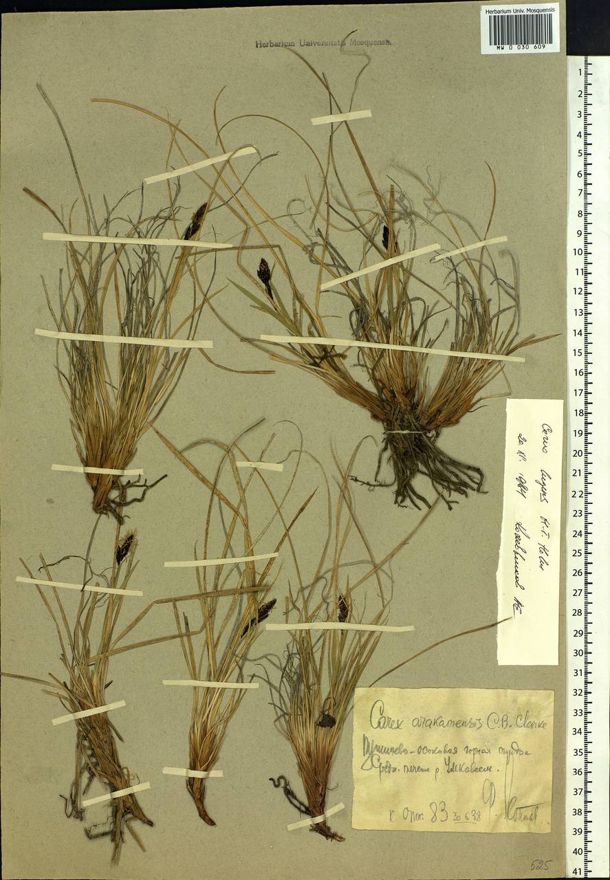 Carex bigelowii subsp. lugens (Holm) T.V.Egorova, Siberia, Chukotka & Kamchatka (S7) (Russia)