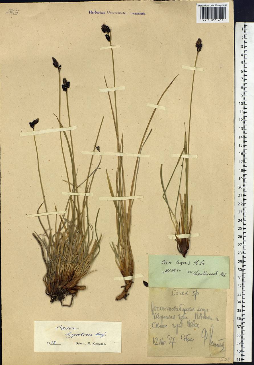 Carex bigelowii subsp. lugens (Holm) T.V.Egorova, Siberia, Chukotka & Kamchatka (S7) (Russia)