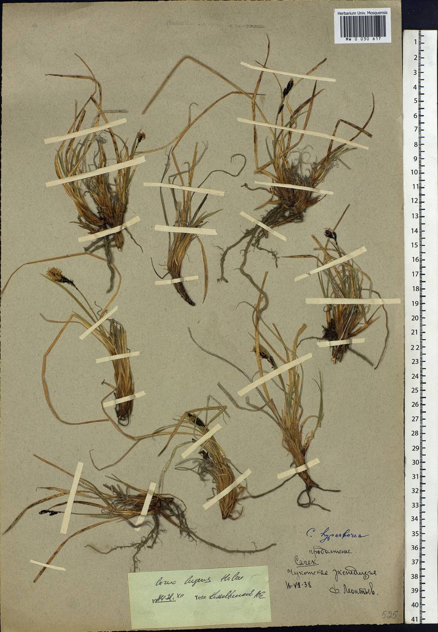 Carex bigelowii subsp. lugens (Holm) T.V.Egorova, Siberia, Chukotka & Kamchatka (S7) (Russia)