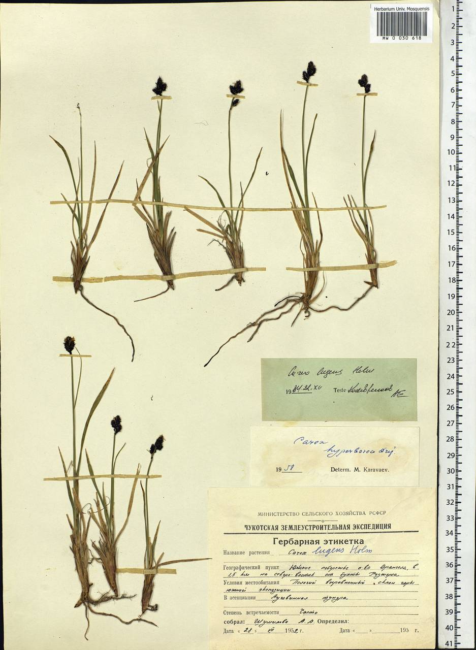 Carex bigelowii subsp. lugens (Holm) T.V.Egorova, Siberia, Chukotka & Kamchatka (S7) (Russia)