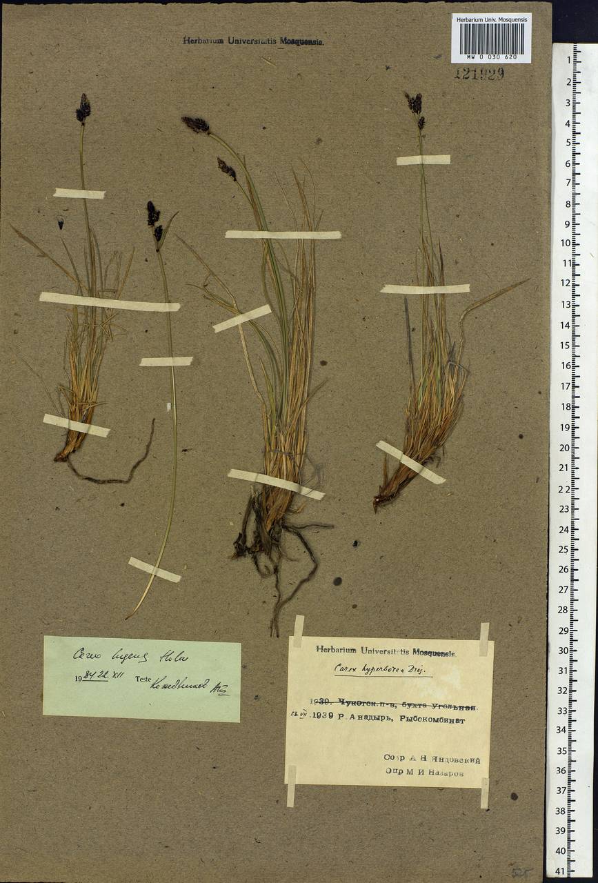 Carex bigelowii subsp. lugens (Holm) T.V.Egorova, Siberia, Chukotka & Kamchatka (S7) (Russia)