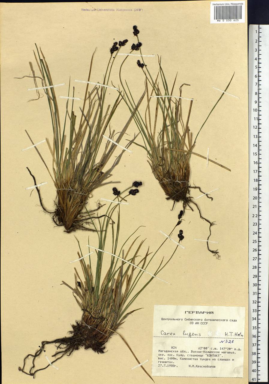Carex bigelowii subsp. lugens (Holm) T.V.Egorova, Siberia, Chukotka & Kamchatka (S7) (Russia)