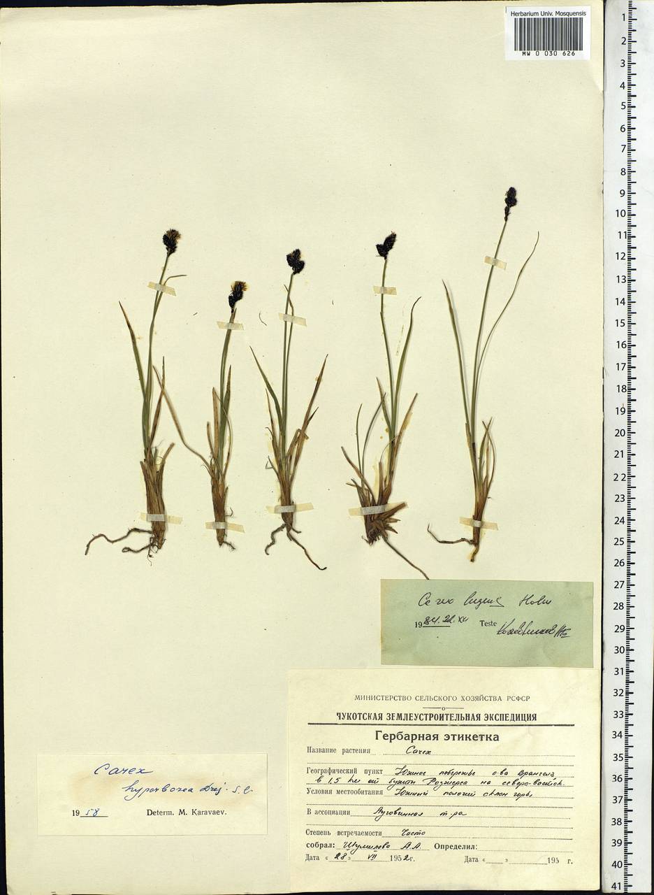 Carex bigelowii subsp. lugens (Holm) T.V.Egorova, Siberia, Chukotka & Kamchatka (S7) (Russia)