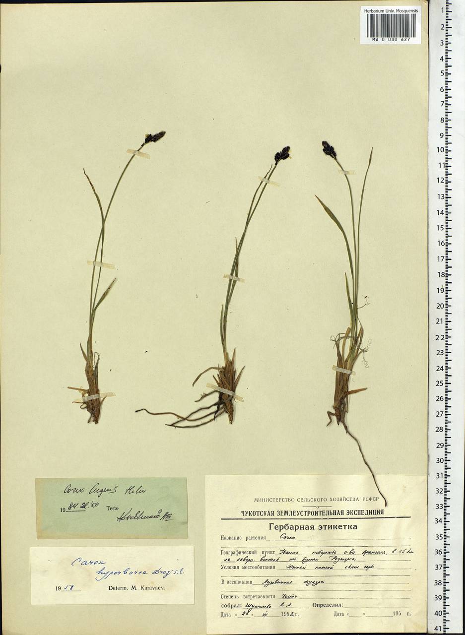 Carex bigelowii subsp. lugens (Holm) T.V.Egorova, Siberia, Chukotka & Kamchatka (S7) (Russia)
