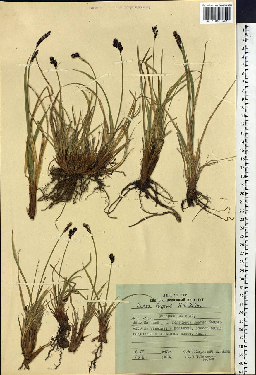 Carex bigelowii subsp. lugens (Holm) T.V.Egorova, Siberia, Russian Far East (S6) (Russia)
