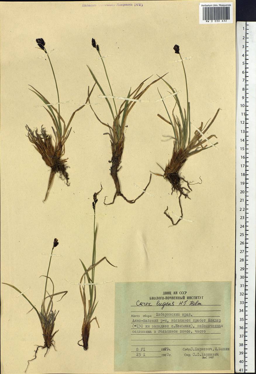 Carex bigelowii subsp. lugens (Holm) T.V.Egorova, Siberia, Russian Far East (S6) (Russia)