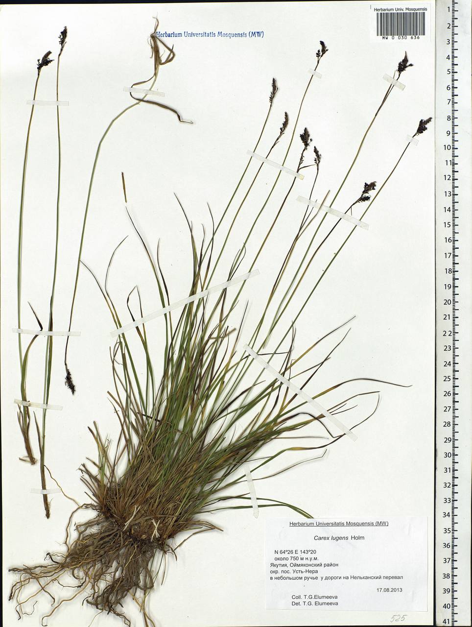 Carex bigelowii subsp. lugens (Holm) T.V.Egorova, Siberia, Yakutia (S5) (Russia)