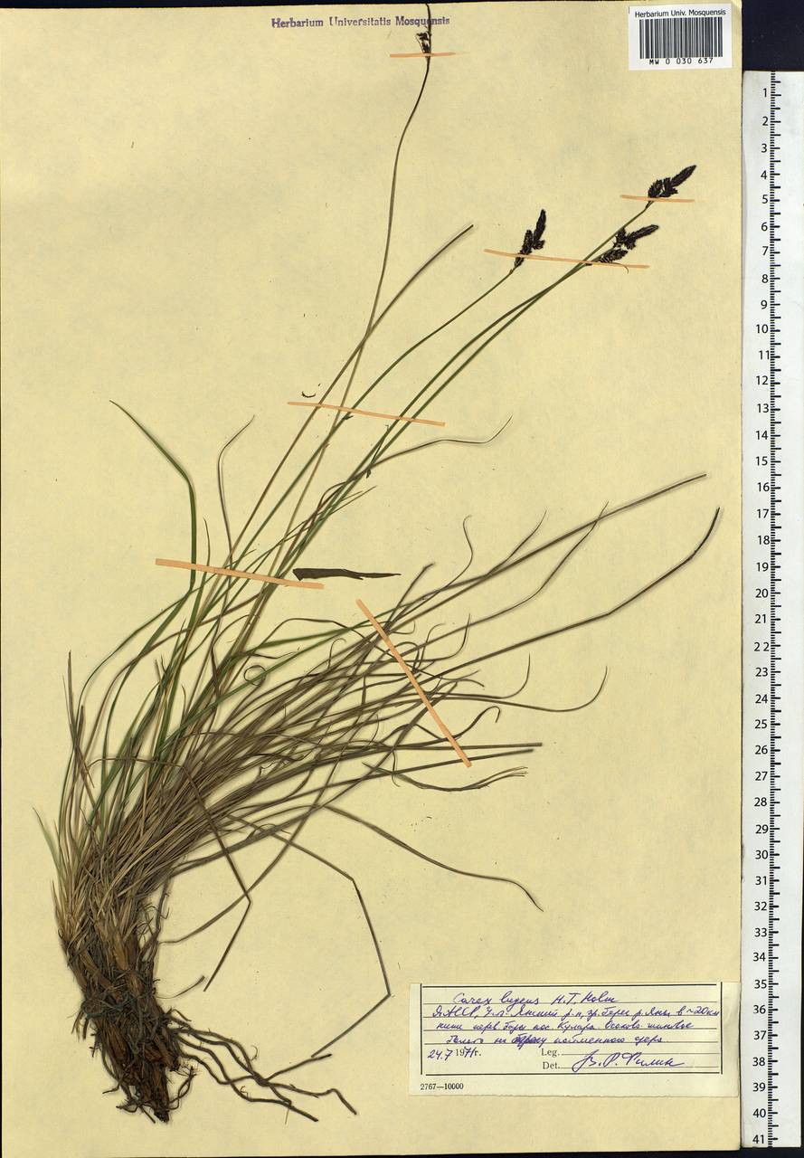 Carex bigelowii subsp. lugens (Holm) T.V.Egorova, Siberia, Yakutia (S5) (Russia)
