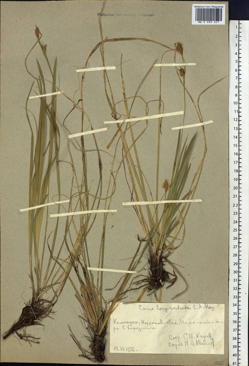 Carex longerostrata C.A.Mey., Siberia, Chukotka & Kamchatka (S7) (Russia)