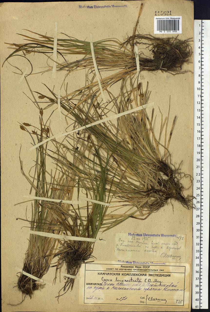 Carex longerostrata C.A.Mey., Siberia, Chukotka & Kamchatka (S7) (Russia)