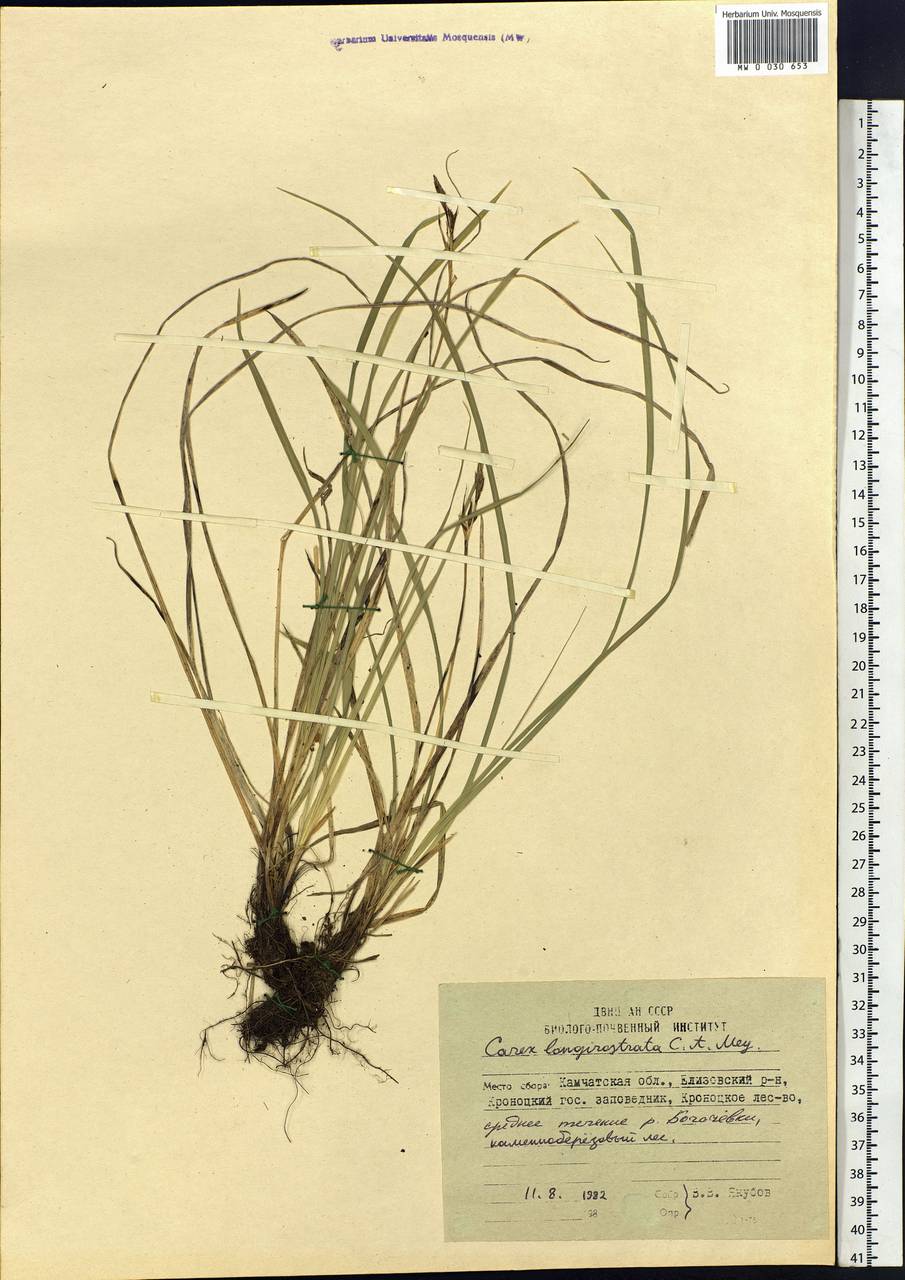 Carex longerostrata C.A.Mey., Siberia, Chukotka & Kamchatka (S7) (Russia)